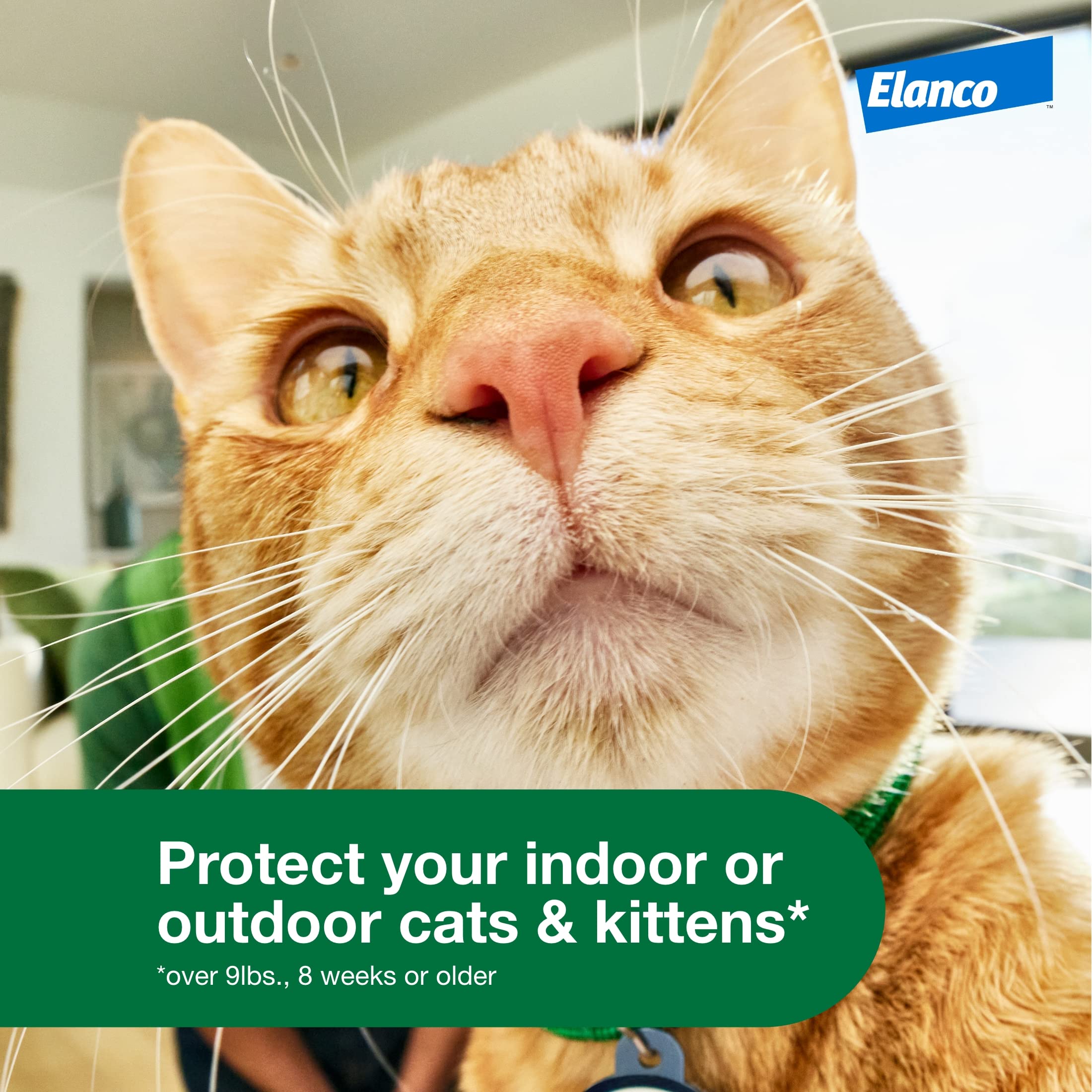 Two-month dose pack from Advantage XD provides extended protection for cats.