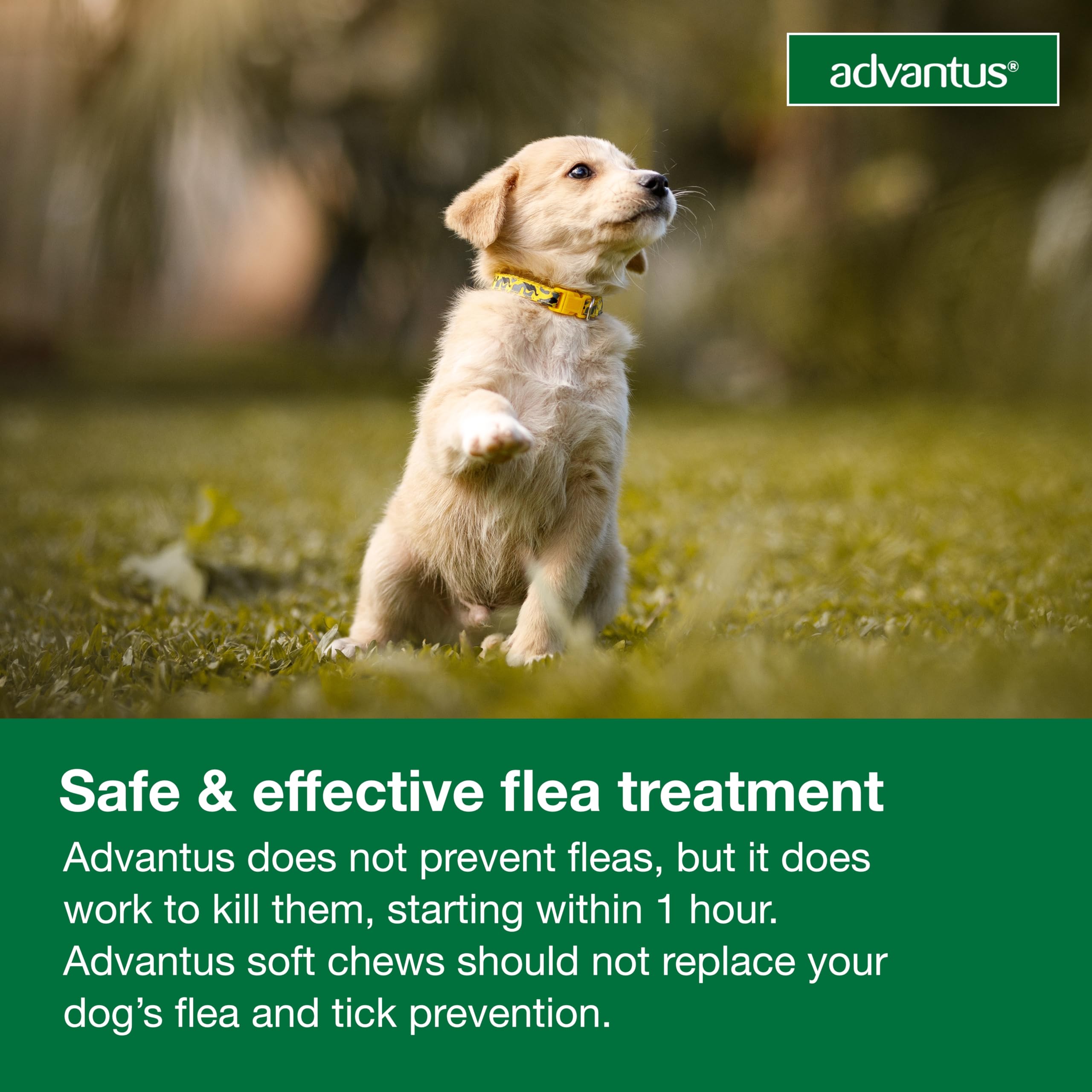 Advantus branding on box emphasizes non-prescription flea treatment option.