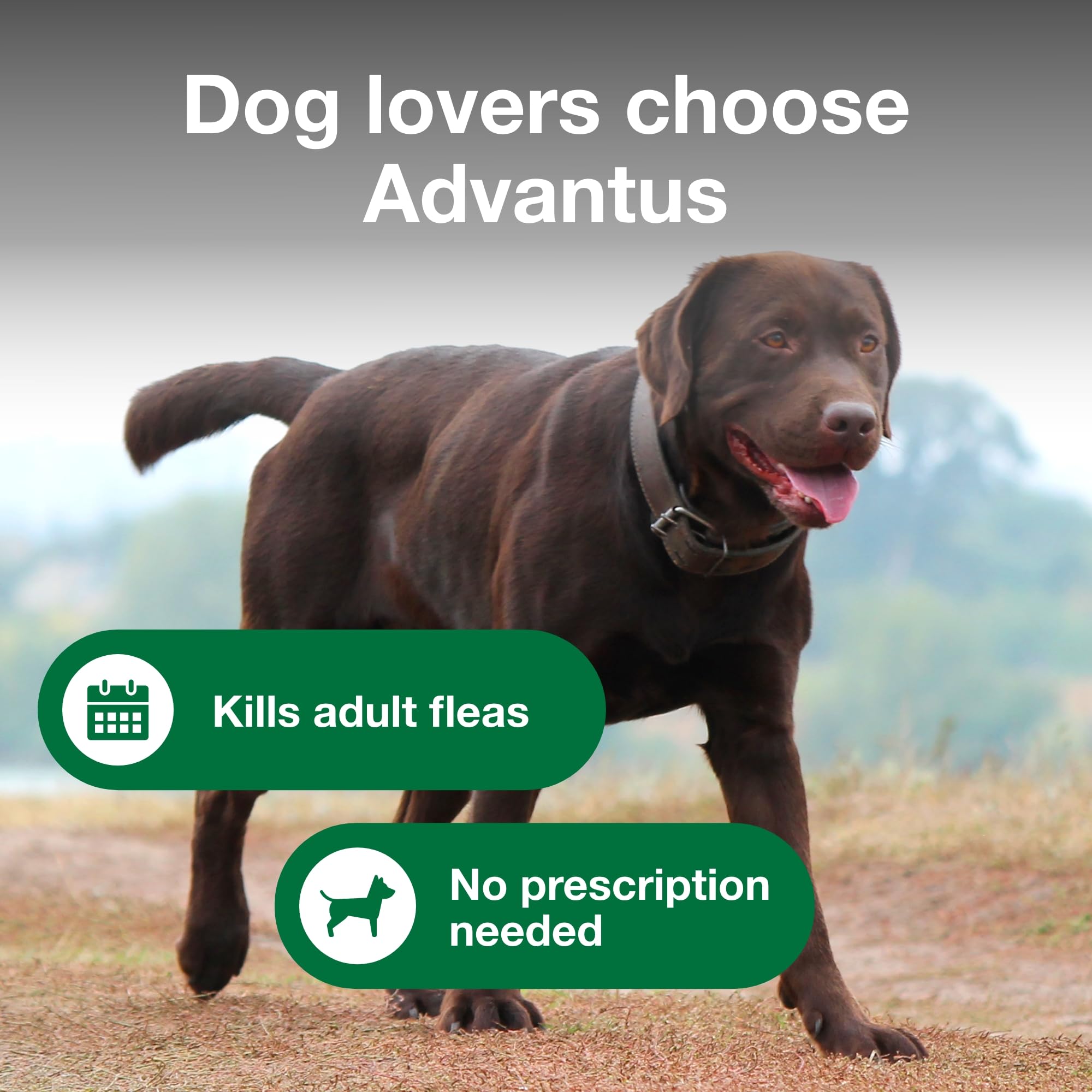 Advantus imidacloprid ingredient label highlighting flea-killing action.