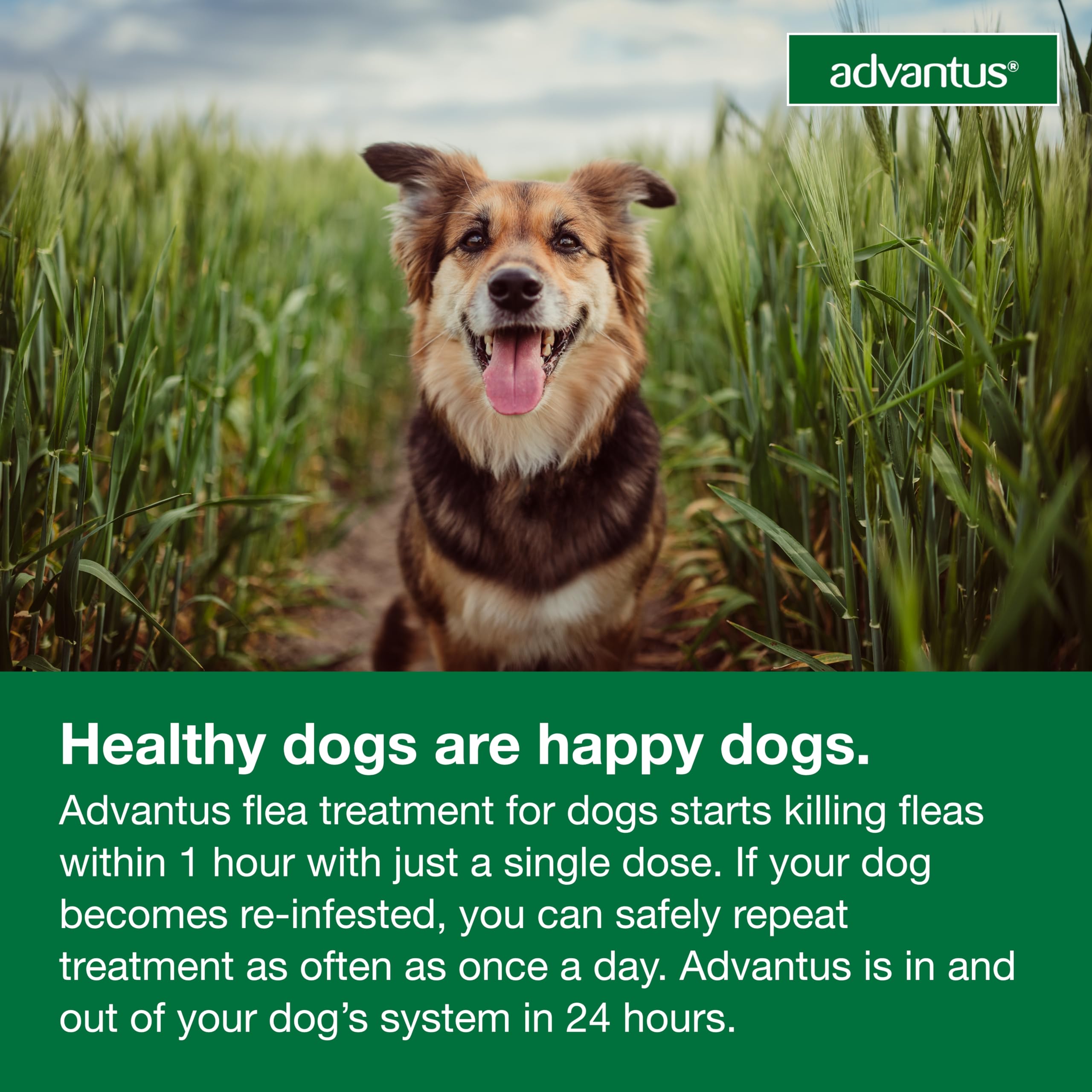 Advantus usage for dogs 10 weeks and older in real use.