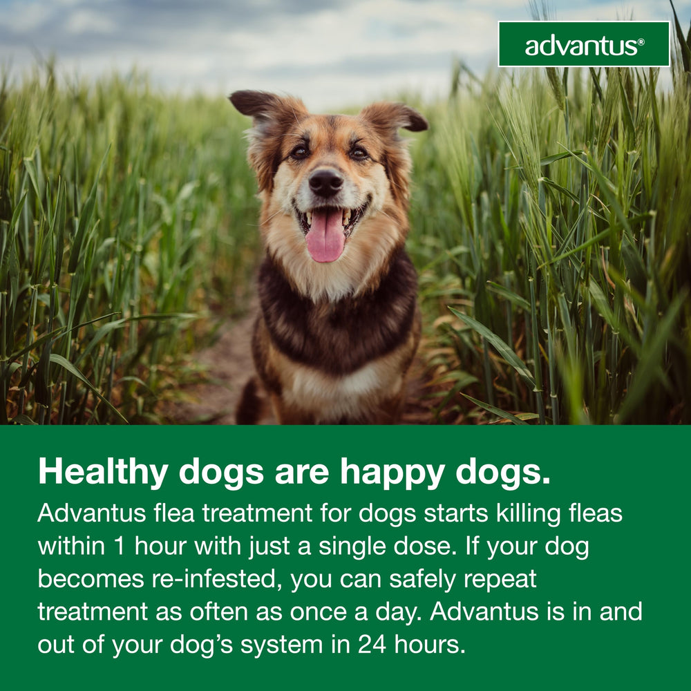 Advantus usage for dogs 10 weeks and older in real use.