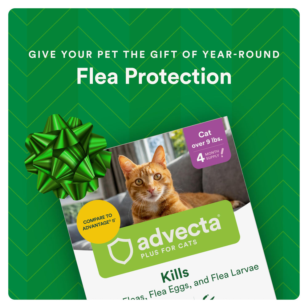 Advecta Plus fleas dying within 12 hours on treated cat