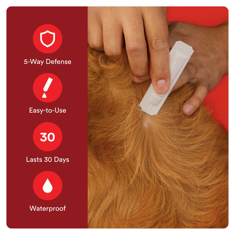 Advecta Ultra for small dogs 4-10 lbs, four months of protection.