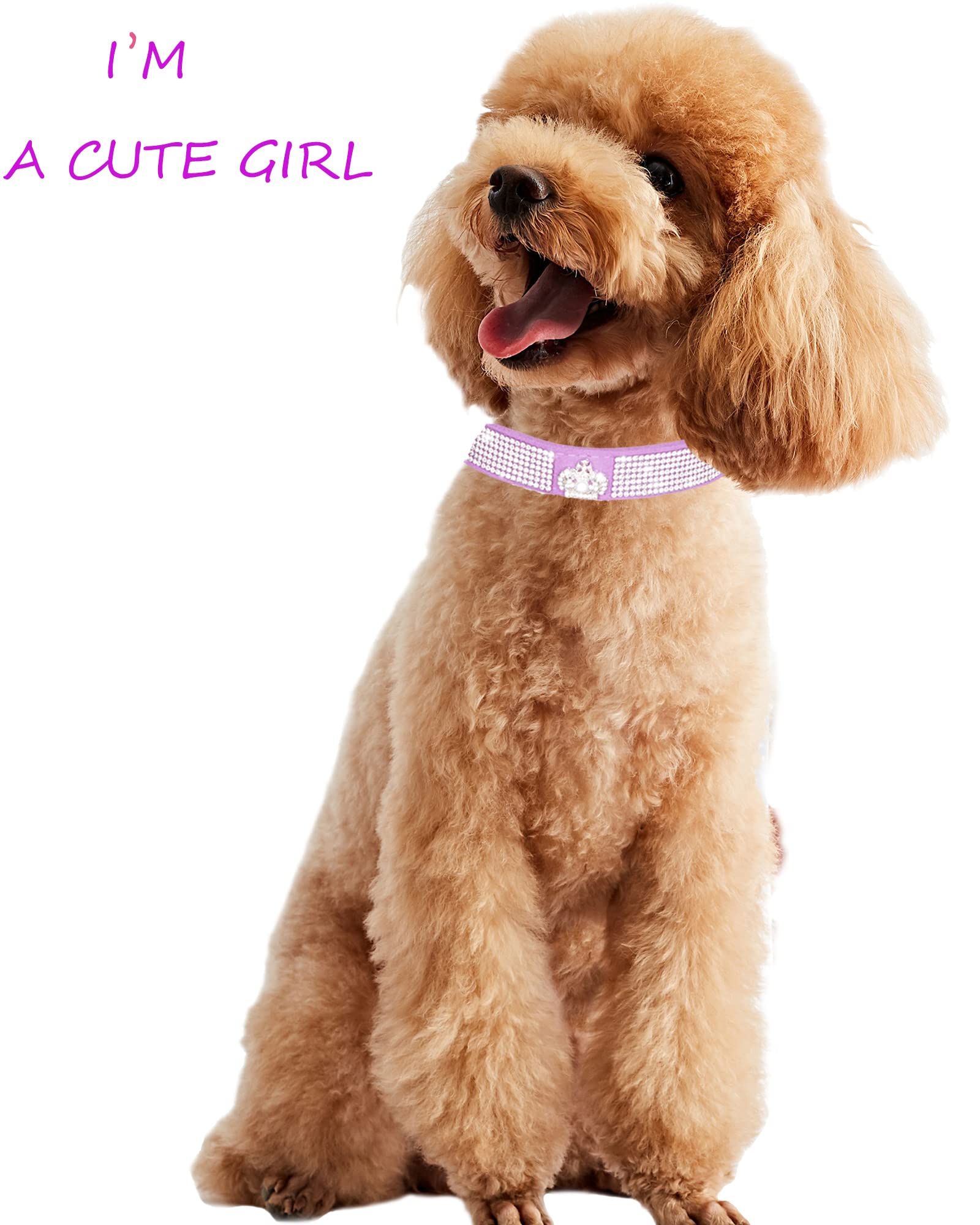 Aecllcea dog collar closeup-rhinestones captures sparkling accents