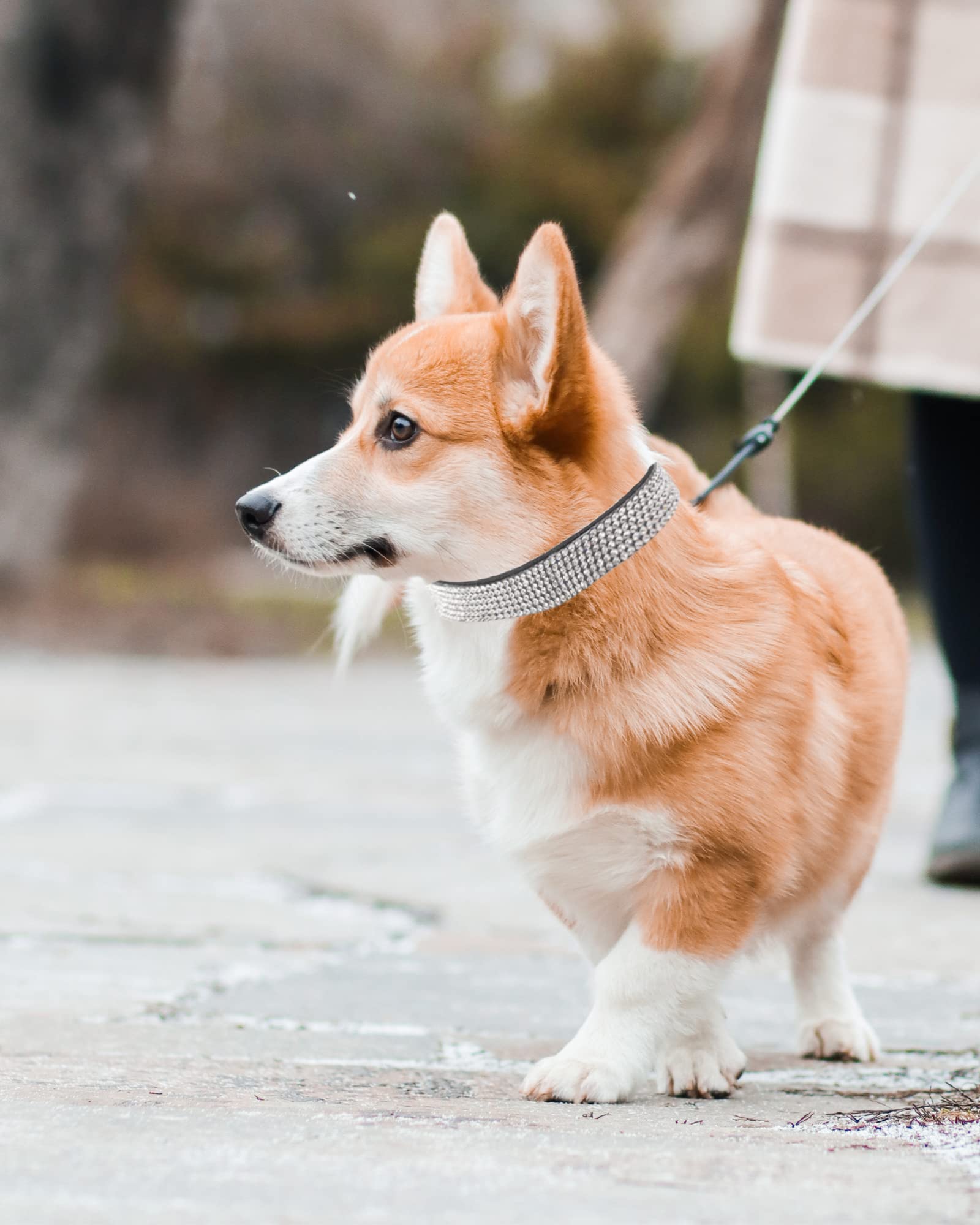 Aecllcea dog-collar-rose-red-bling offers vibrant color for photo-worthy moments.