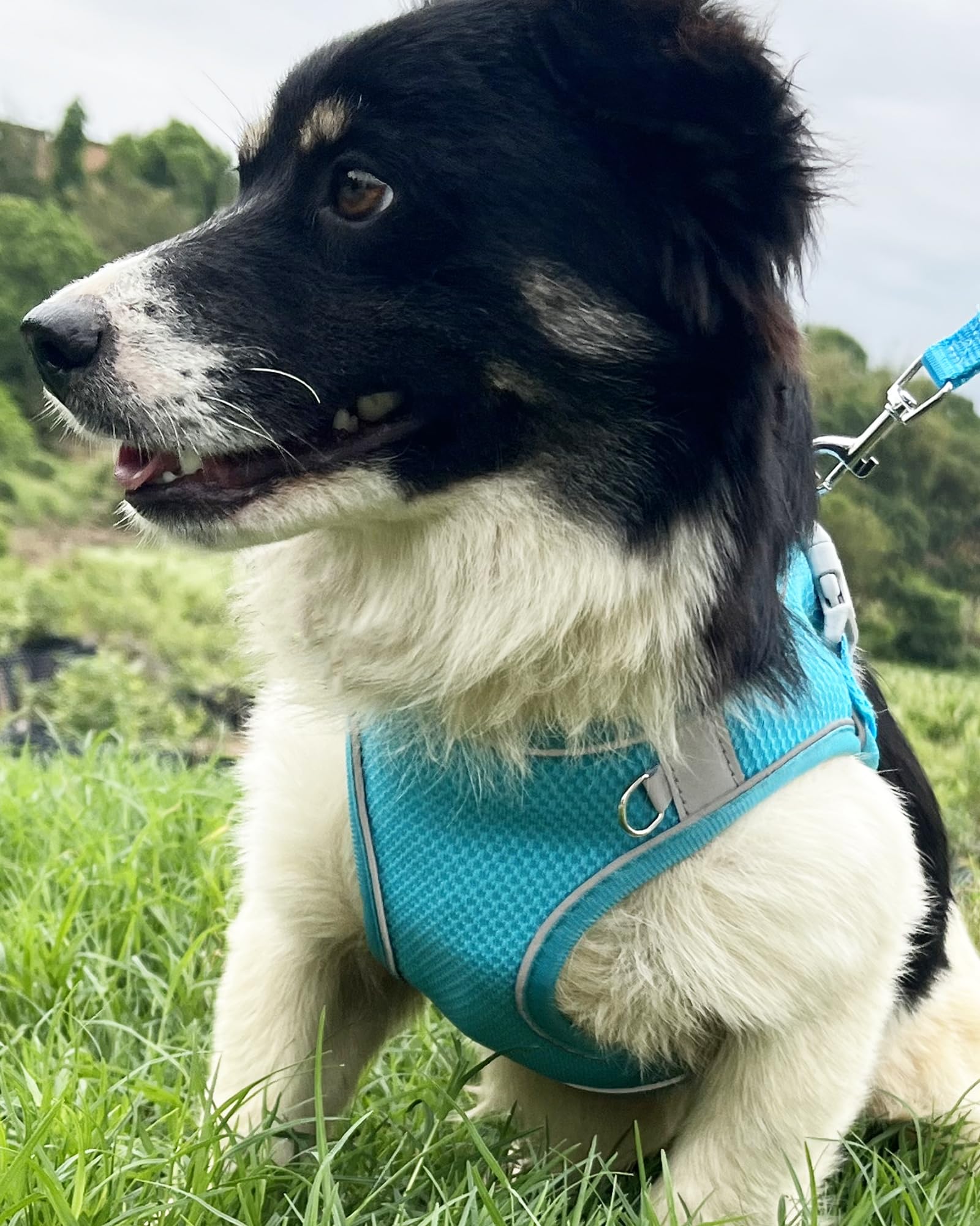 Aecllcea dog harness with hair friendly Velcro prevents snagging on fur.