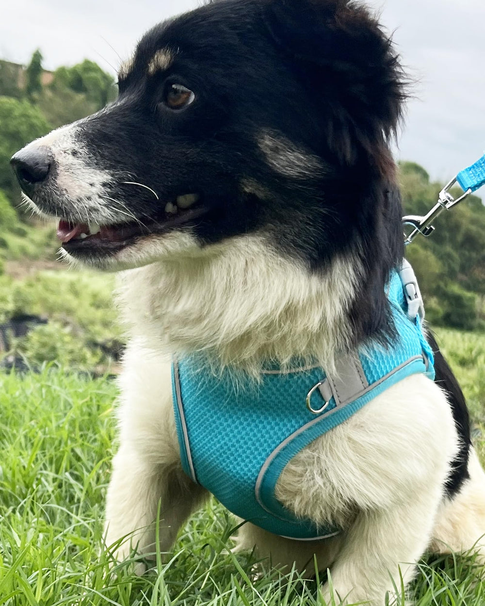 Aecllcea dog harness with hair friendly Velcro prevents snagging on fur.