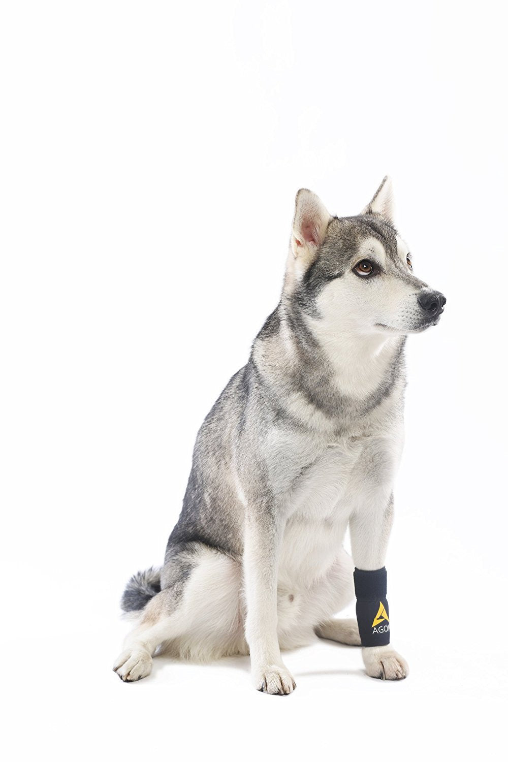 AGON dog brace worn on dog leg during activity to illustrate stabilization.
