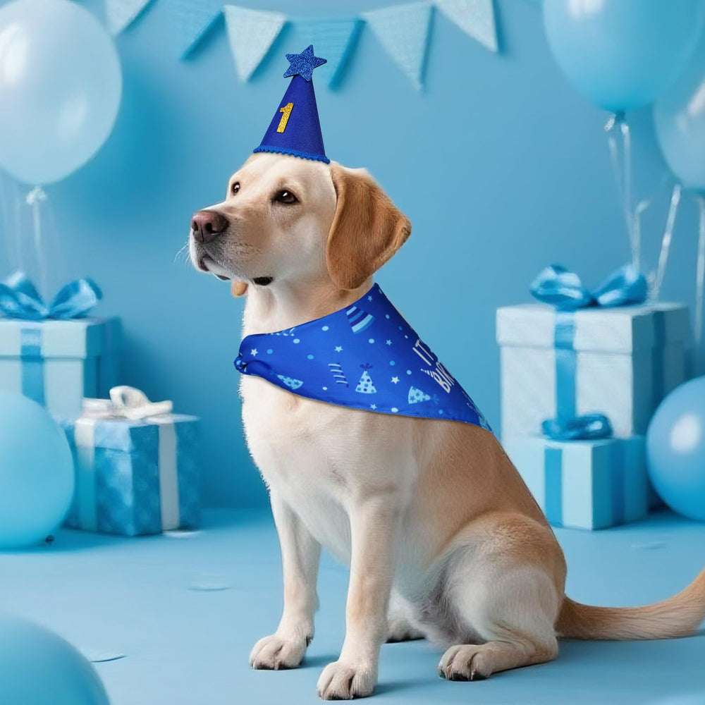 Agroon dog wearing set ready for photoshoots