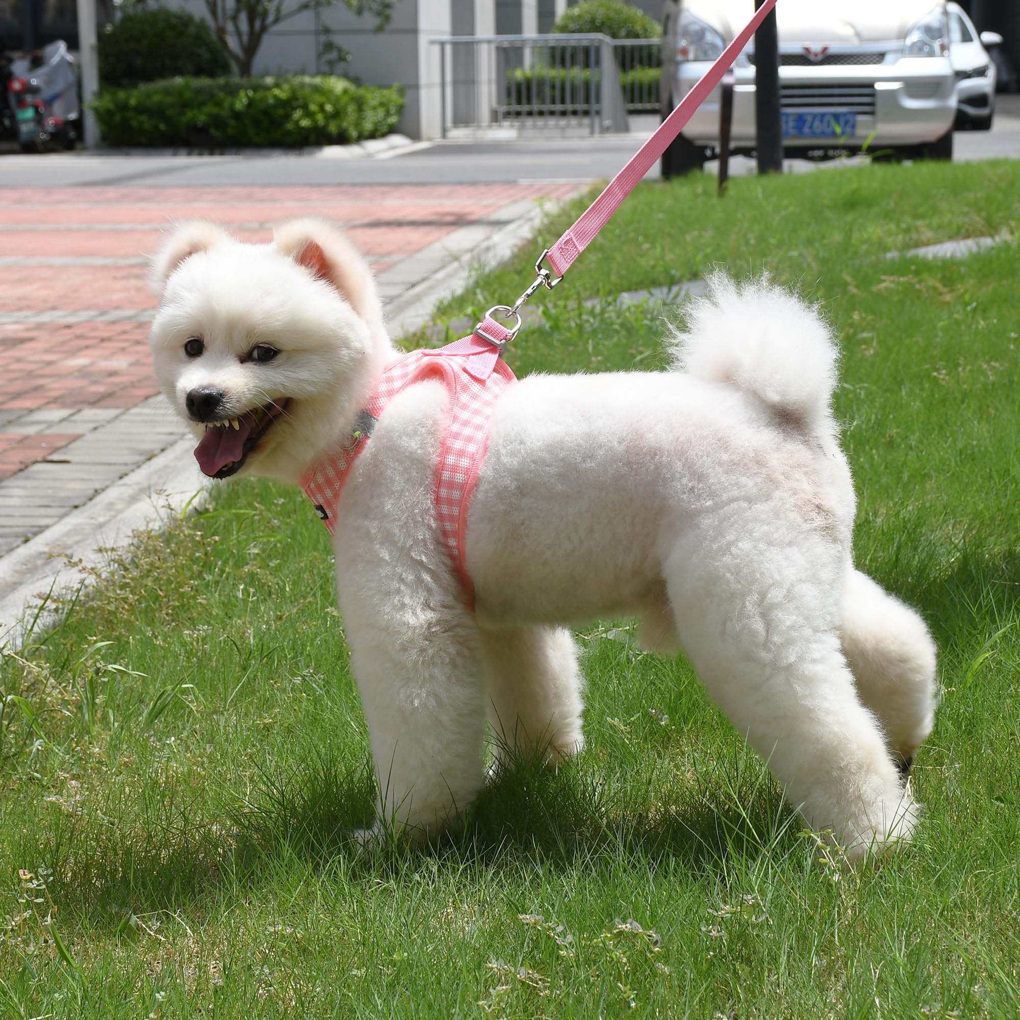 AIITLE adjustable-straps harness fit small to medium breeds up to 38 lbs
