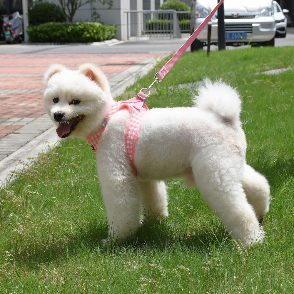 AIITLE adjustable-straps harness fit small to medium breeds up to 38 lbs