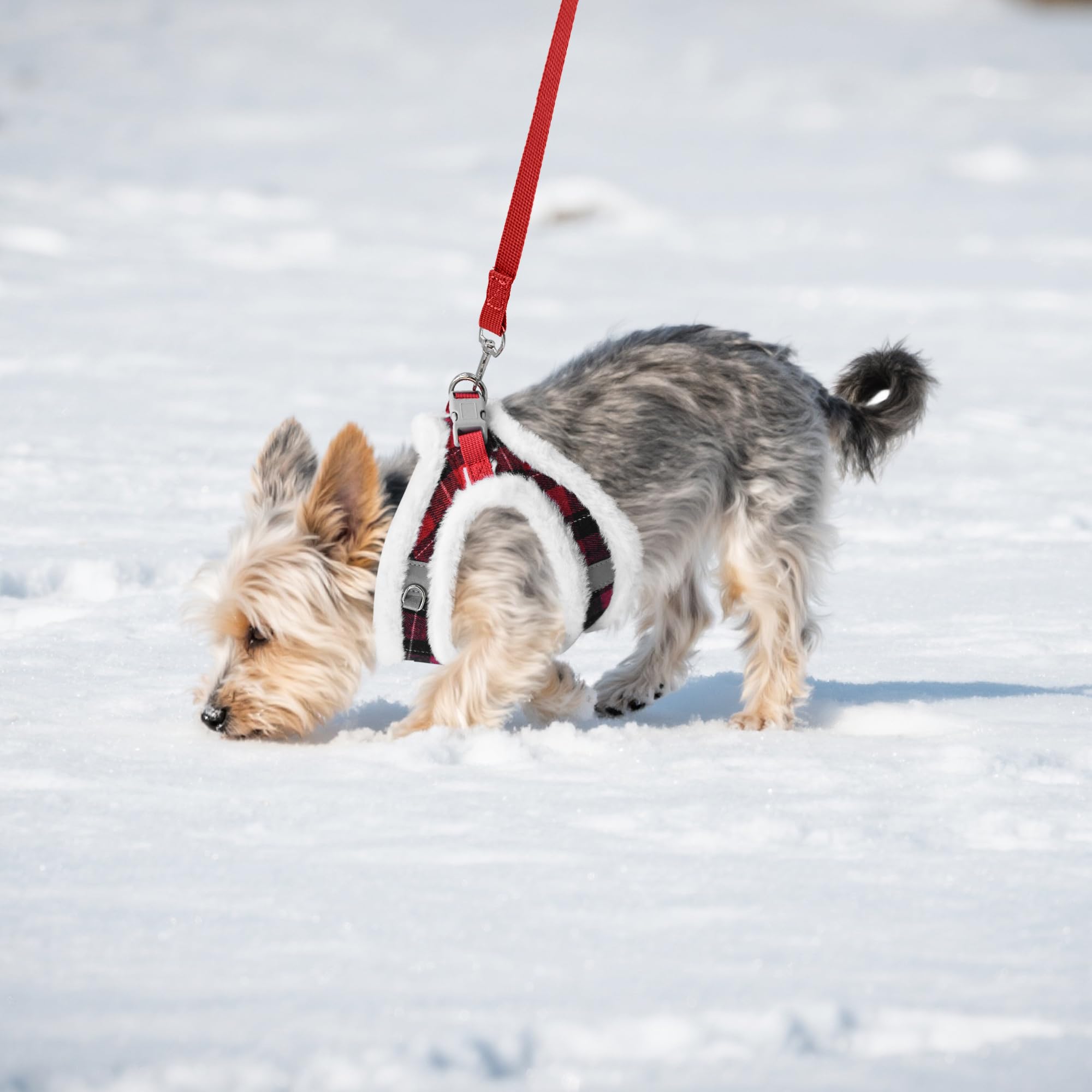 Aiitle Christmas plush leash red XXS shows a matching set for easy, stylish outings.