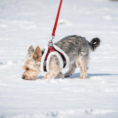 Aiitle Christmas plush leash red XXS shows a matching set for easy, stylish outings.