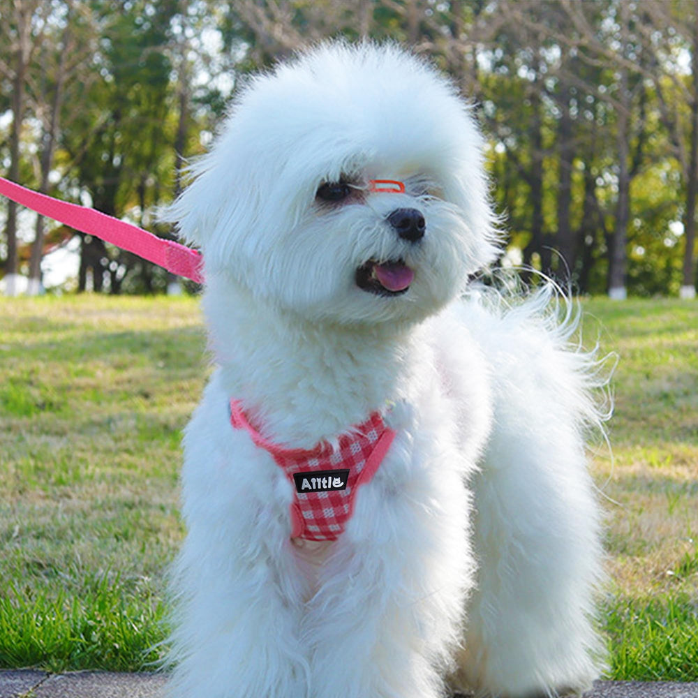 AIITLE lightweight-breathable-mesh harness keeps dogs cool in all seasons