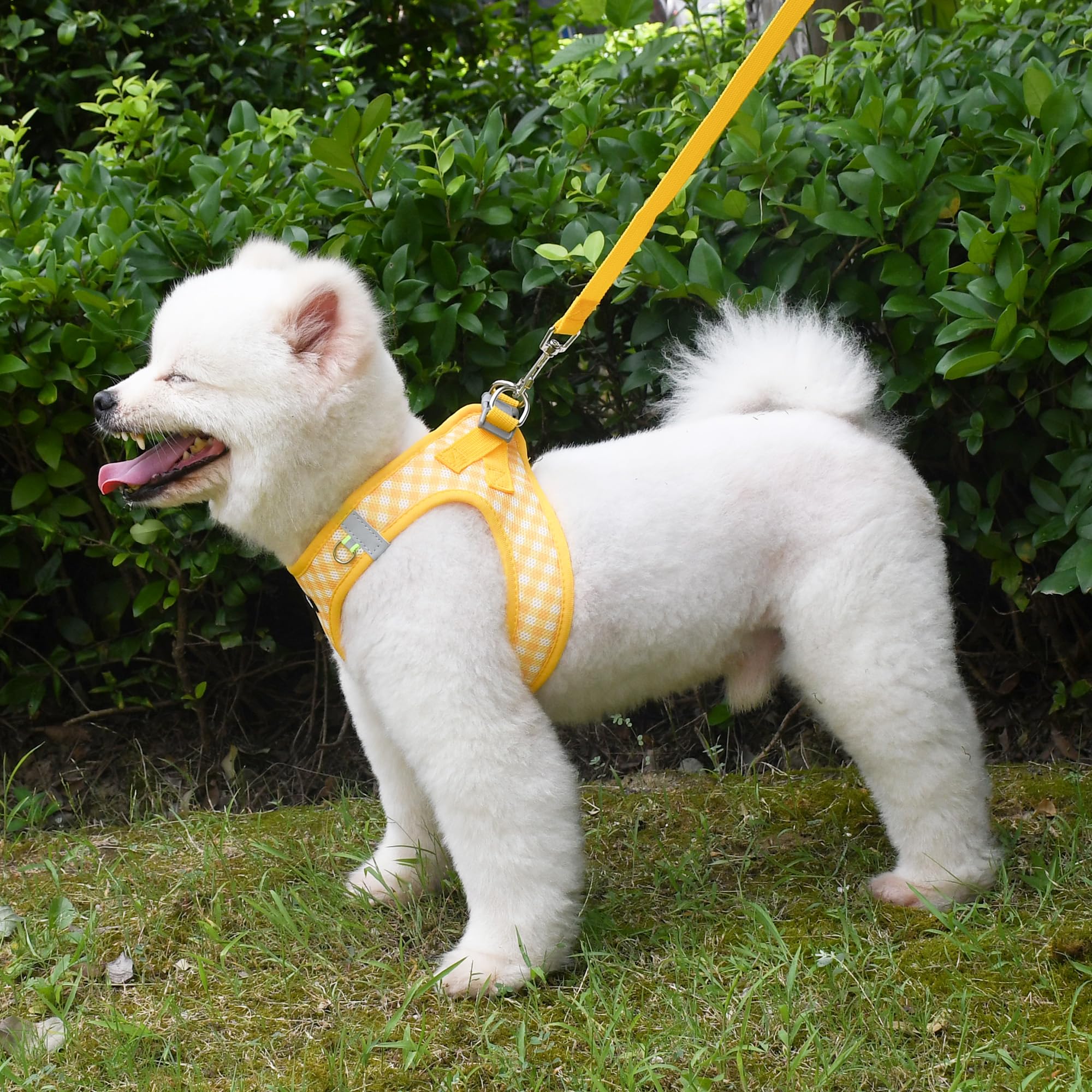 AIITLE pet harness yellow for dogs and cats lifestyle use.