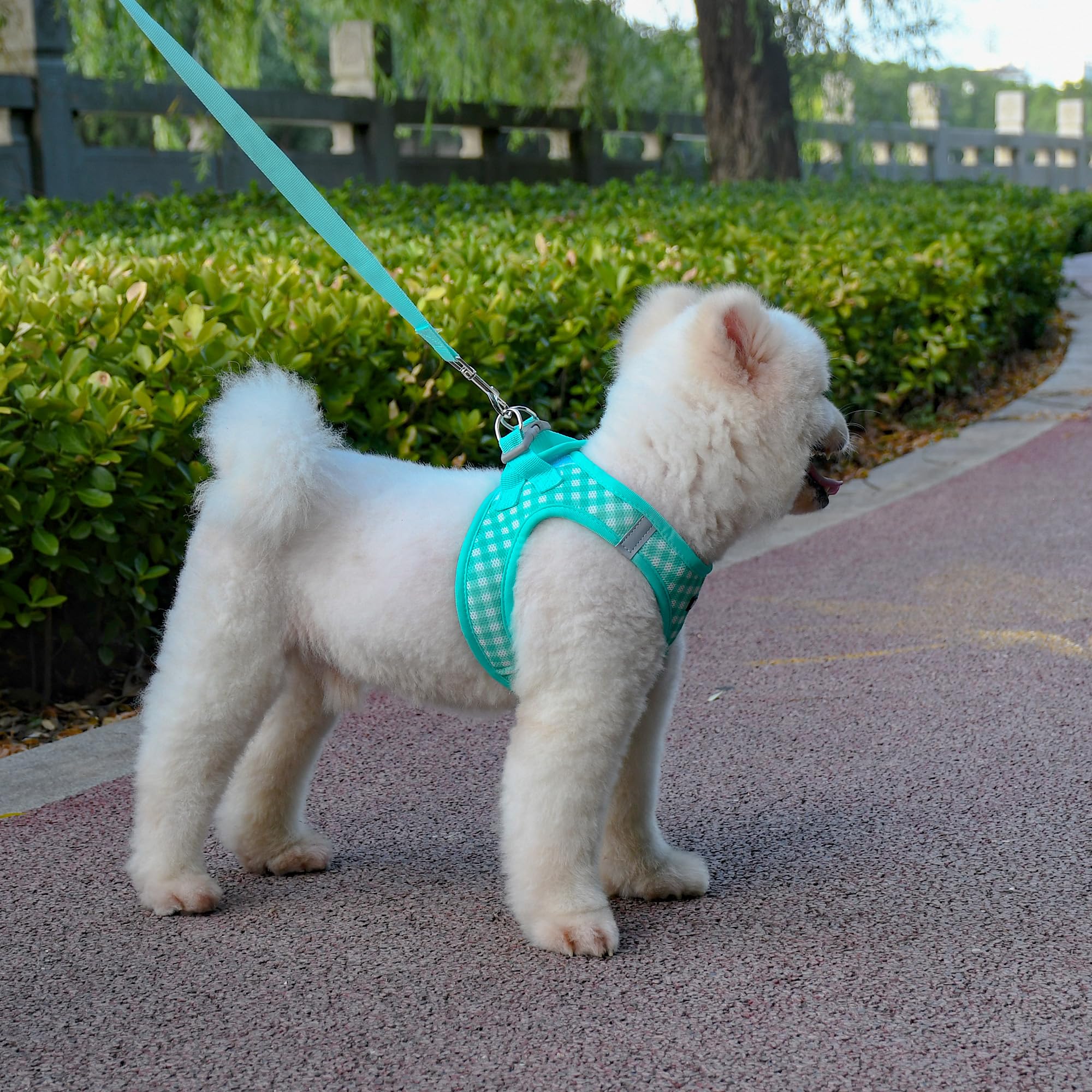 AIITLE small-dog harness XXS fit shown on a tiny breed for reference.