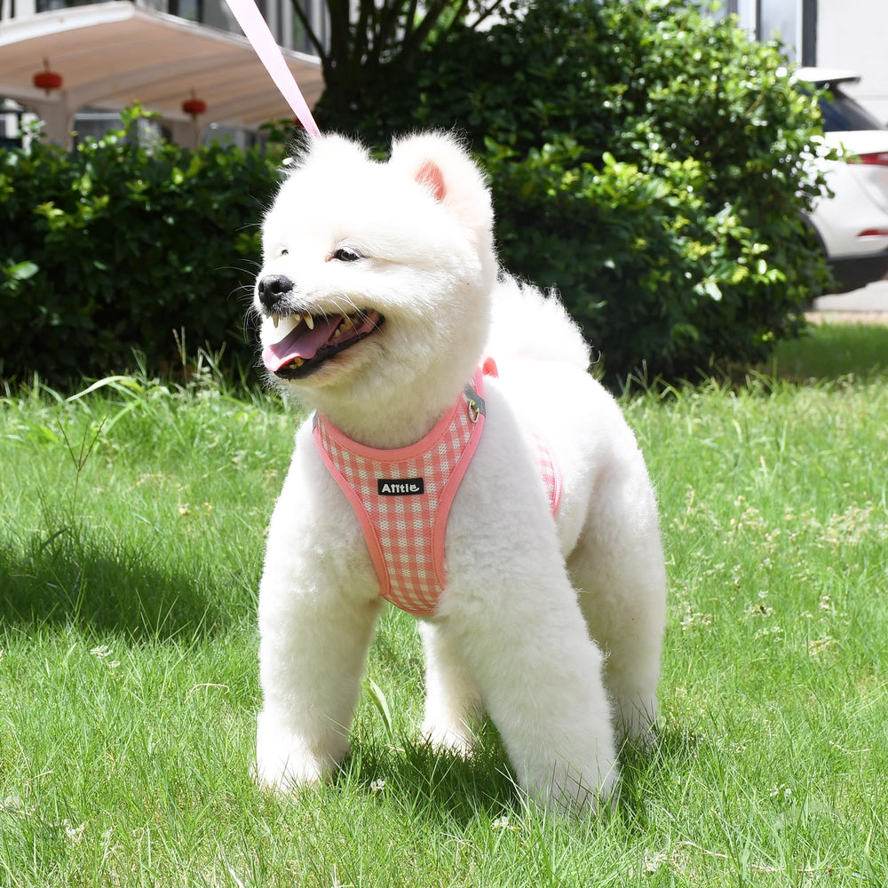 AIITLE watermelon-m color harness shown with leash for outdoor walks