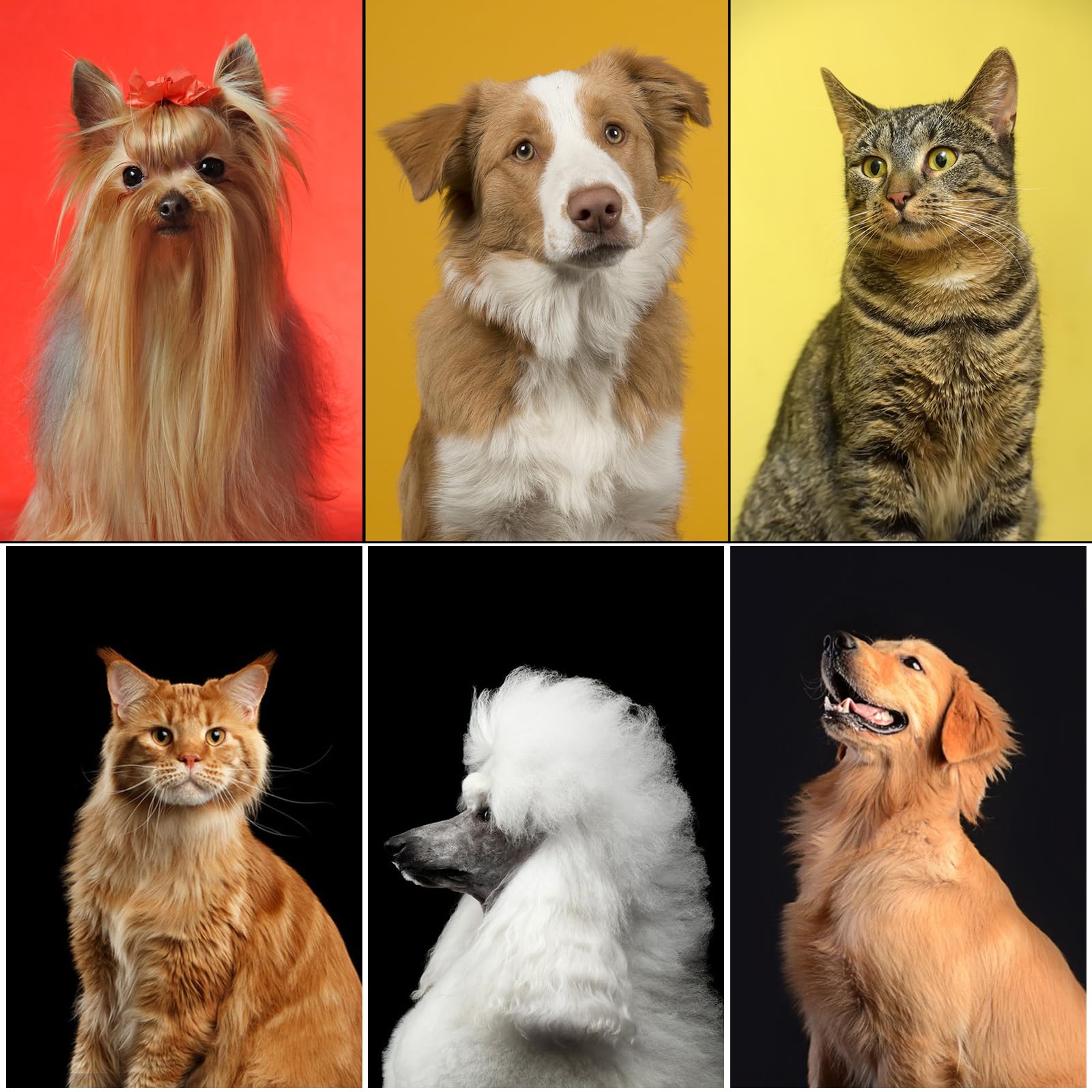 Aiolpy 9-piece kit suitable for all breeds and sizes