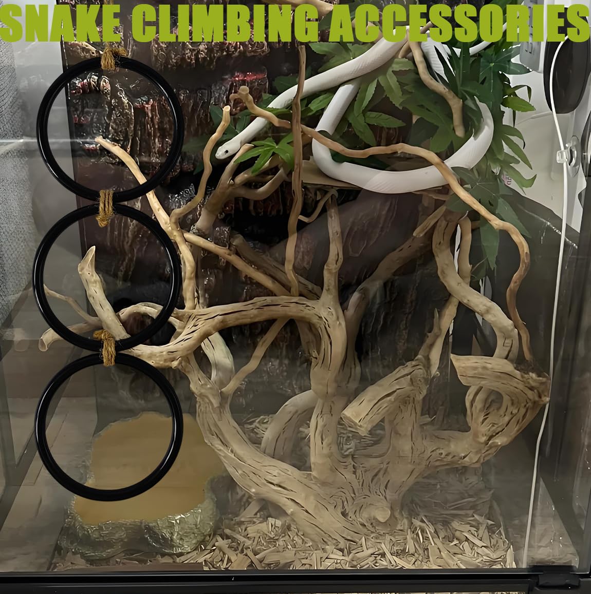 Ajqxh snake-exploring setup encouraging active terrarium exploration.