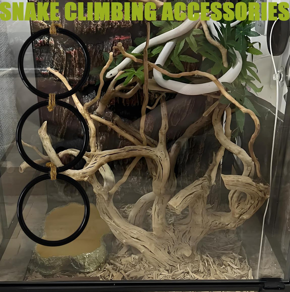 Ajqxh snake-exploring setup encouraging active terrarium exploration.
