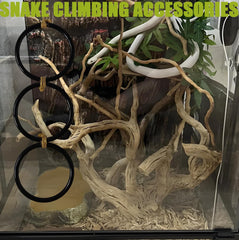 Ajqxh snake-exploring setup encouraging active terrarium exploration.