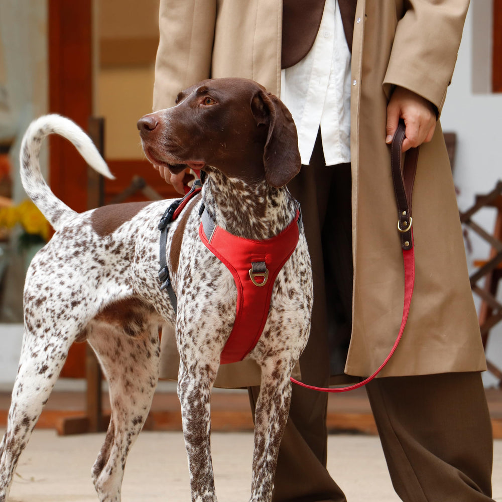 AKAILEA No Pull Harness red back clip for calm, controlled walks
