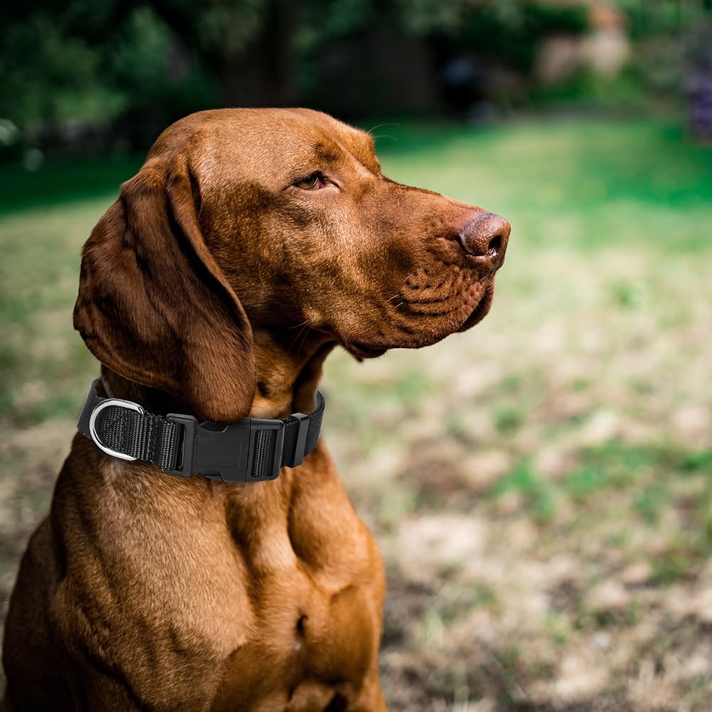 Alainzeo blue nylon dog collar from the set ready for park adventures.