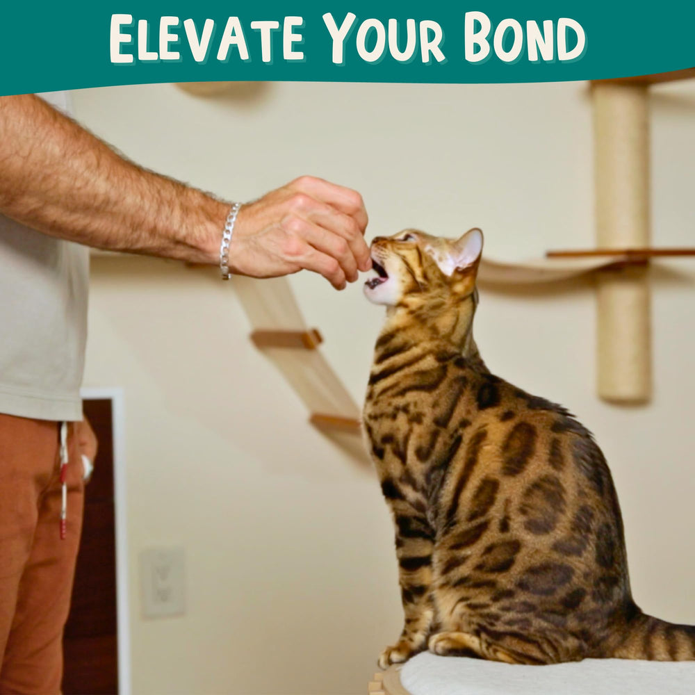ALBERT & MIA Start Guide helps beginners train kittens confidently