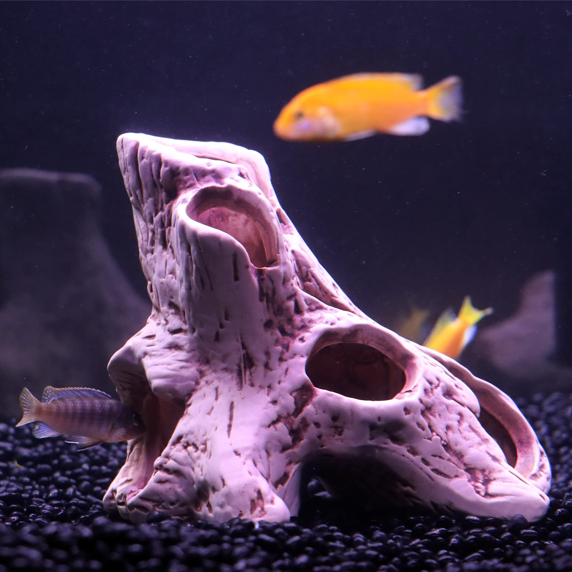 ALEGI betta hide-rest hole design invites playful observation and rest