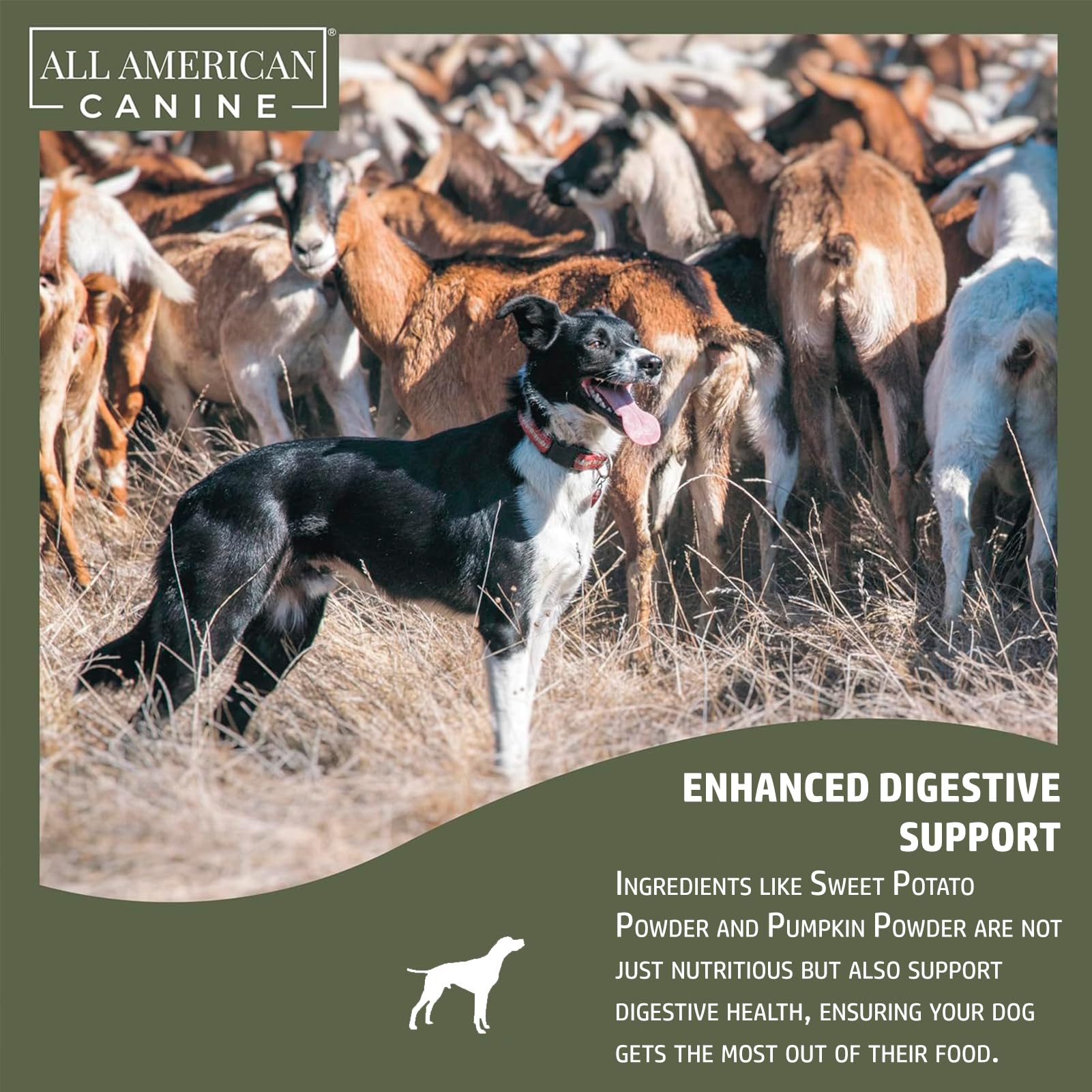All American Canine probiotic blend promotes gut health and balanced digestion for dogs.