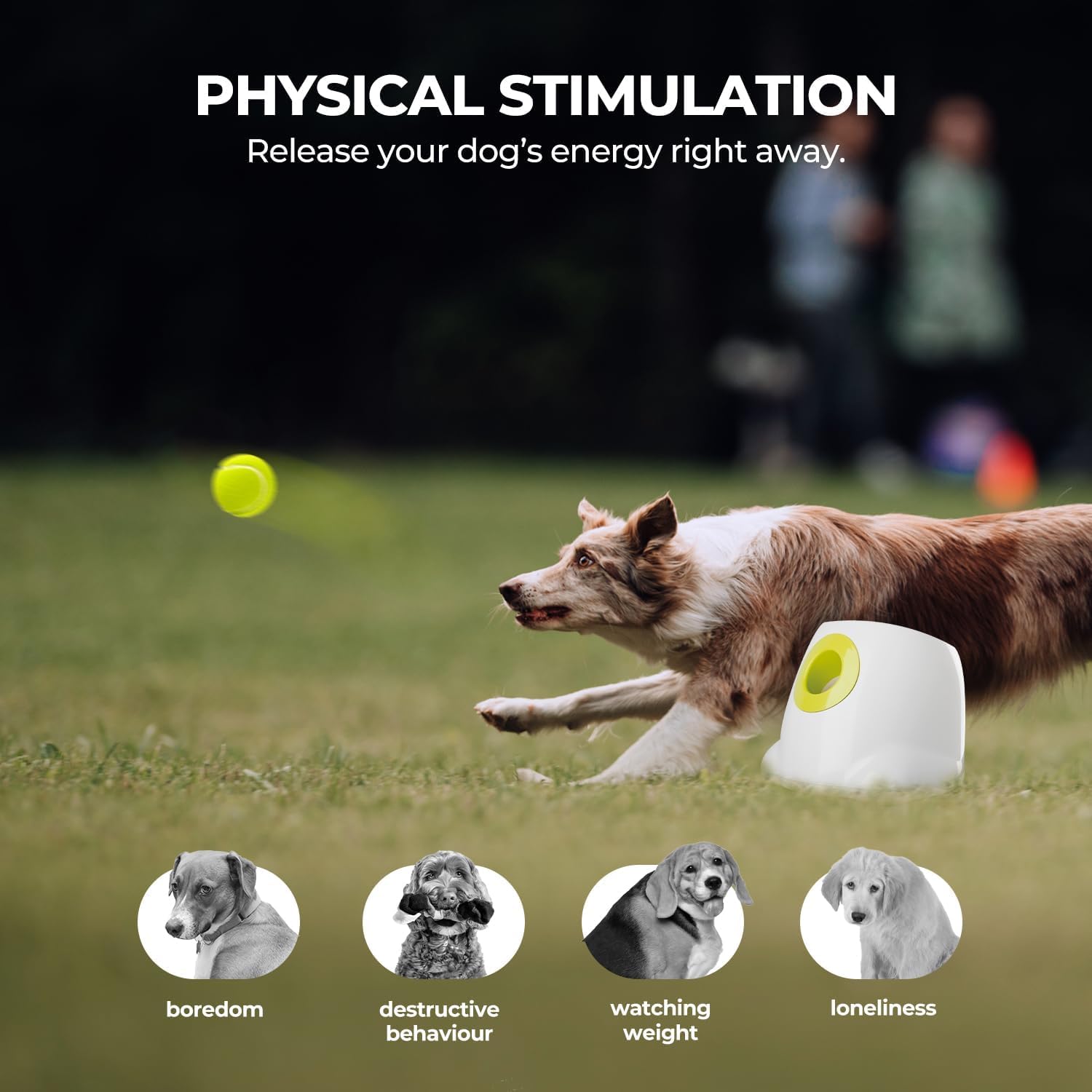 ALL FOR PAWS dog in yard demonstrates outdoor play with gentle distance variability