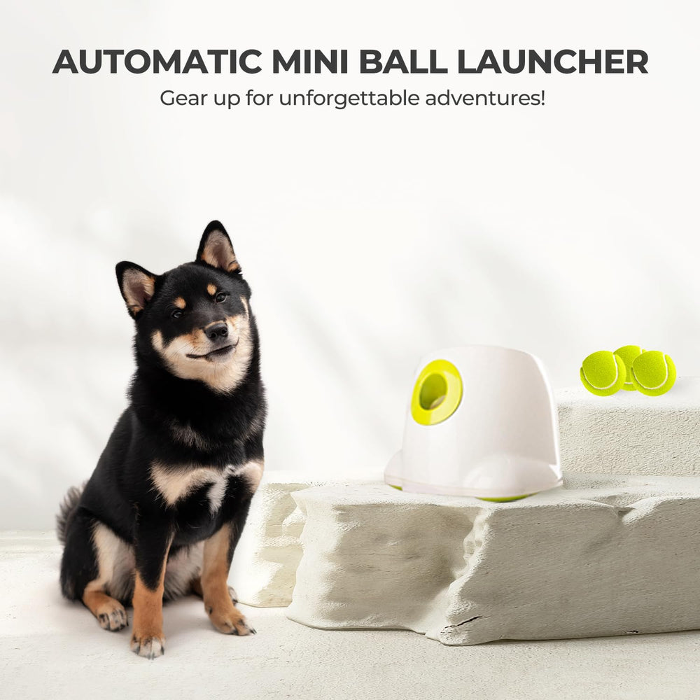 All For Paws durable construction withstands energetic dog play.