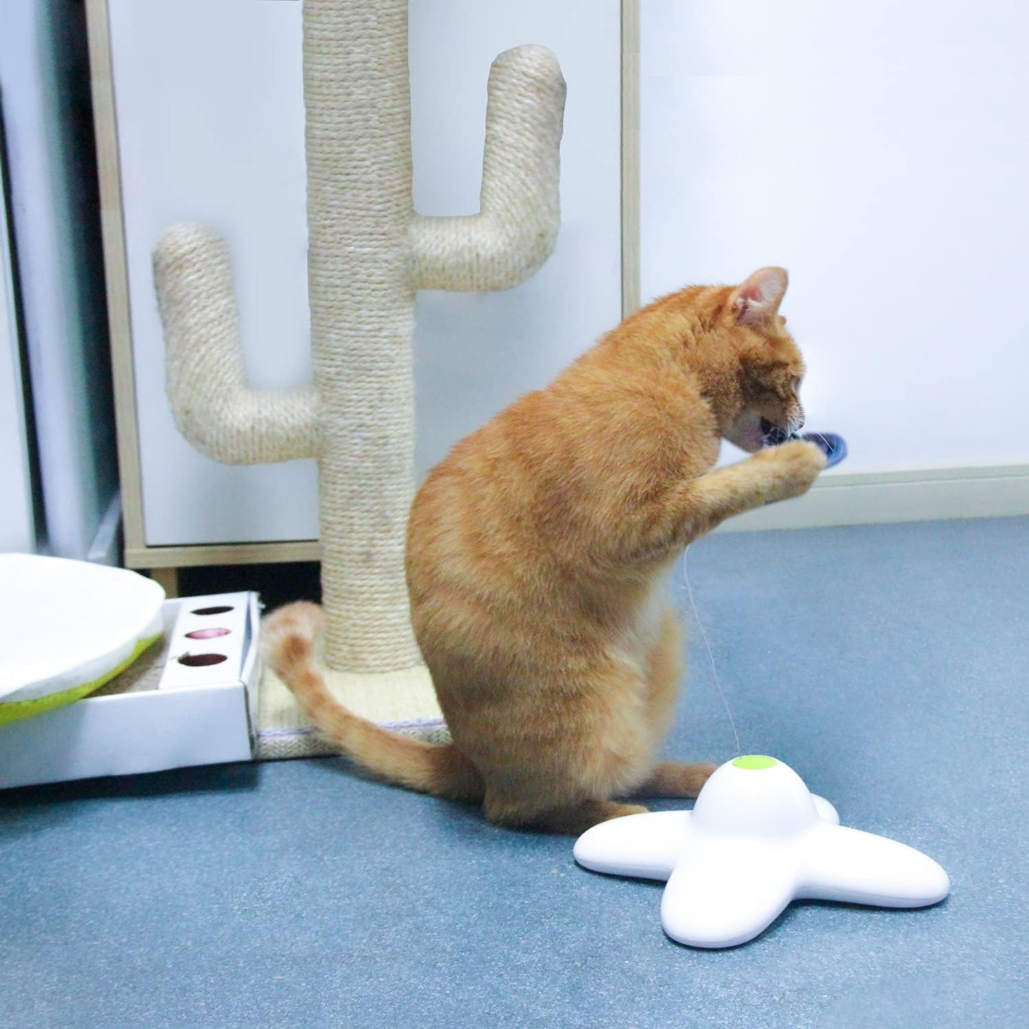 All for Paws indoor cat exercise session with butterfly spinner for healthy activity