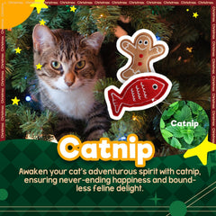 ALL FOR PAWS kitten playing with cat toy encourages agile chasing and fun.