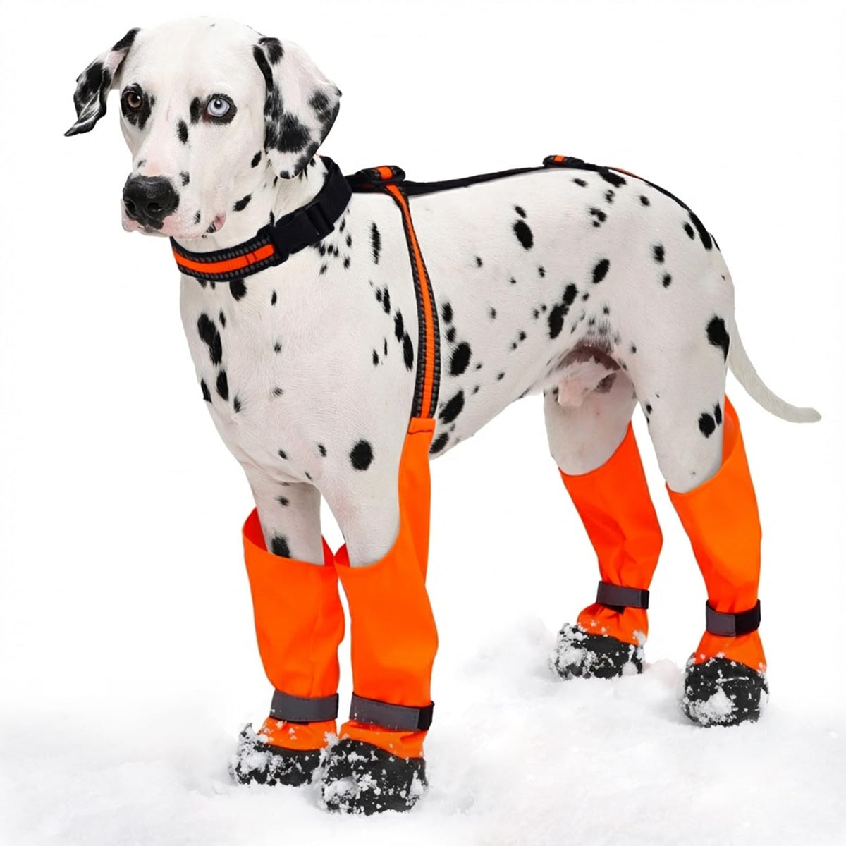 Allroaring dog boots waterproof-outdoor-walk protect paws during rain.