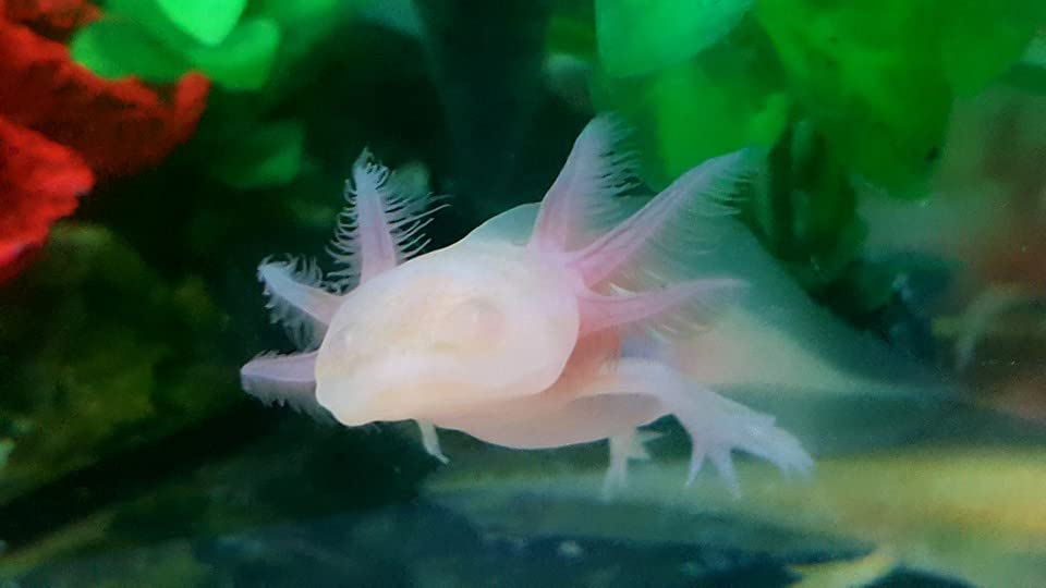 A Lot'l Axolotls brand badge highlights trusted Canadian sourcing and quality.