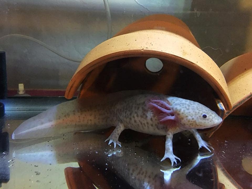A Lot'l Axolotls sealed-reseal packaging communicates long shelf life and freshness.