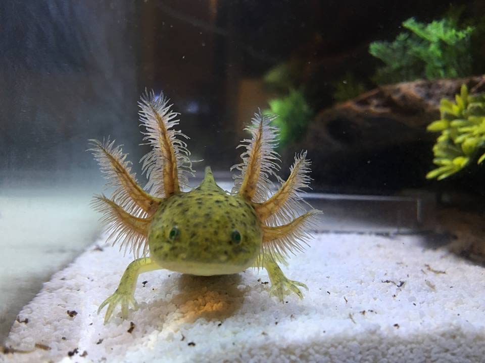 A Lot'l Axolotls axolotl pellets sinking action demonstrates easy, mess-free feeding at the tank bottom.