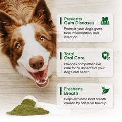 Alpha Dog Nutrition Fortify dental powder tub and label shown for packaging.