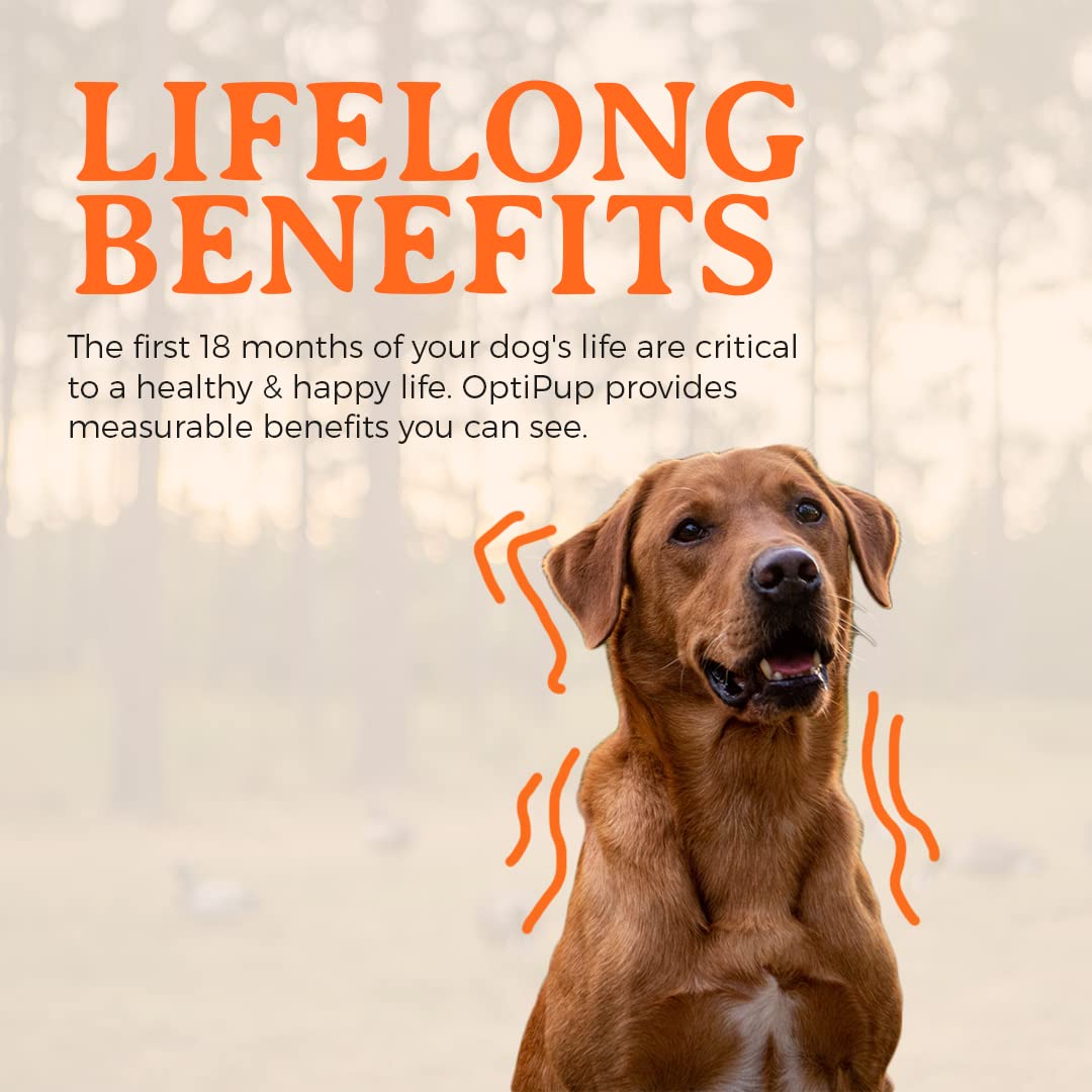 OptiPup brain cognition support suggests readiness for training and learning