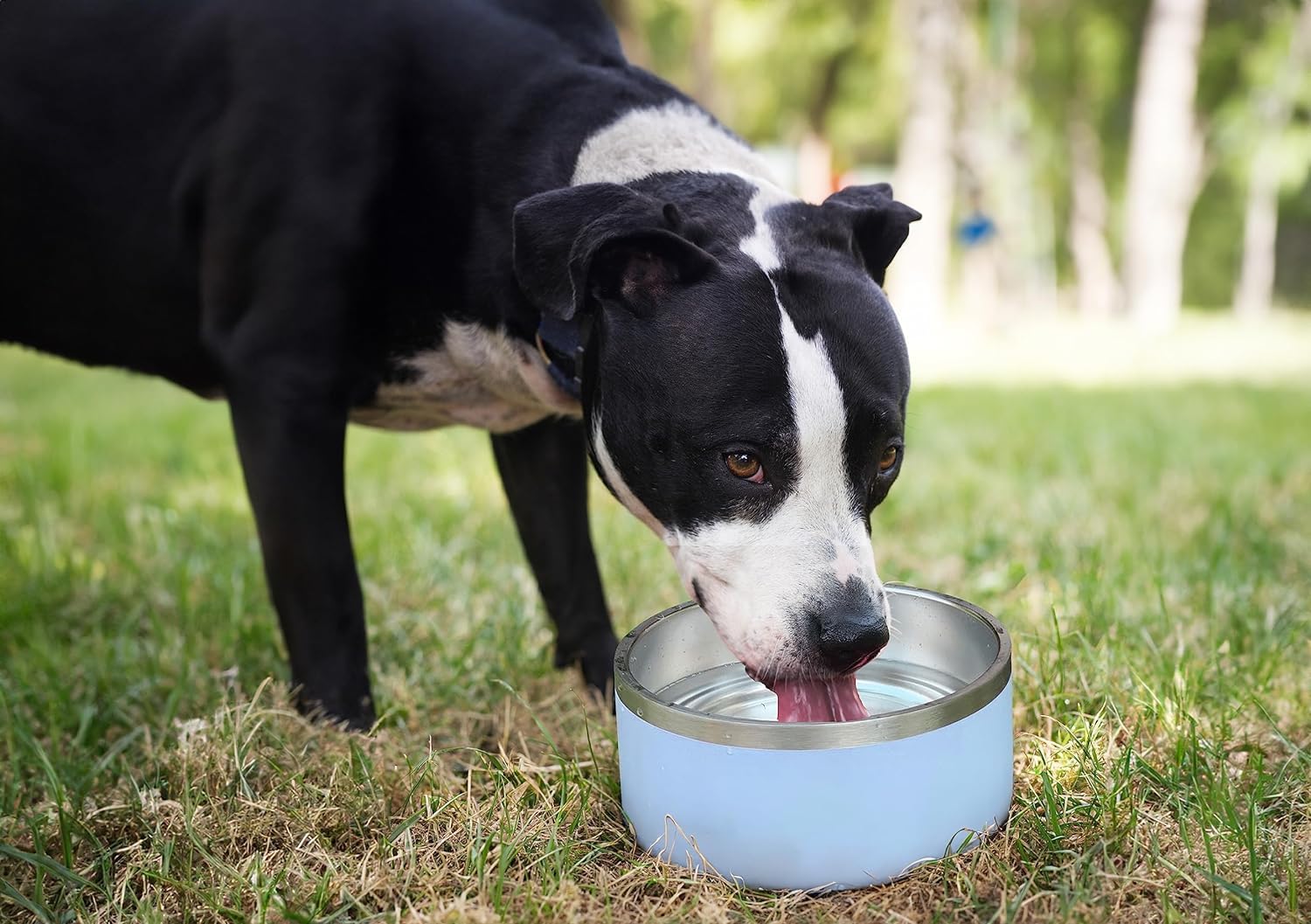 ALPINE sky blue bowls add a fresh touch to home dining.