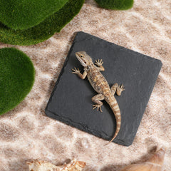 Alrhso tortoise basking-platform 3.9x3.9 inch fits compact terrariums for reptiles.