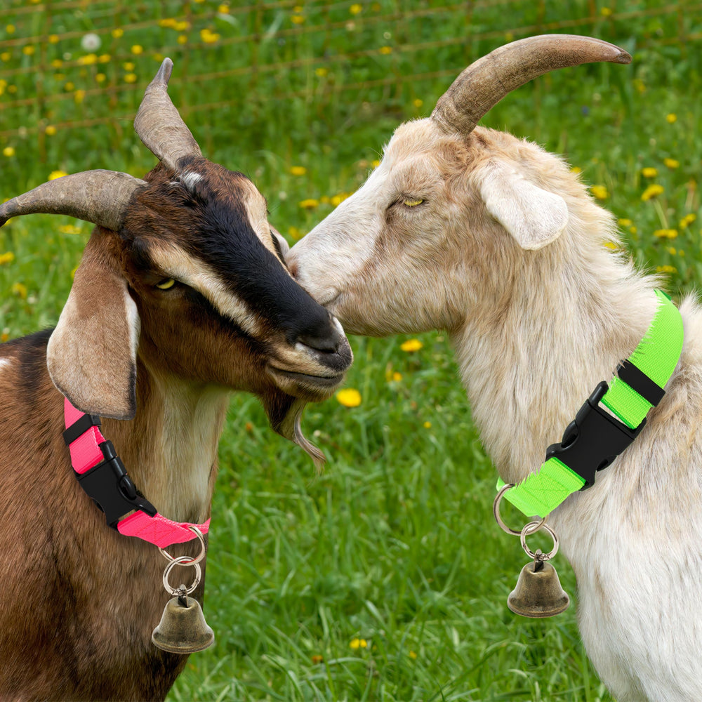 ALUZAEMO goat collar on neck shows adjustable 13.8–20.9 inch fit.