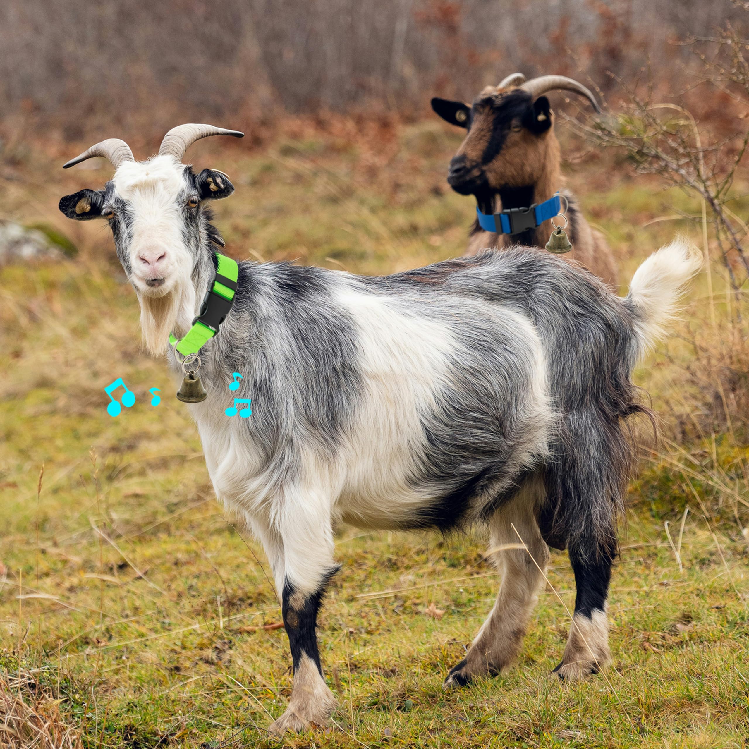 ALUZAEMO grazing scene with bells helps locate goats more easily.