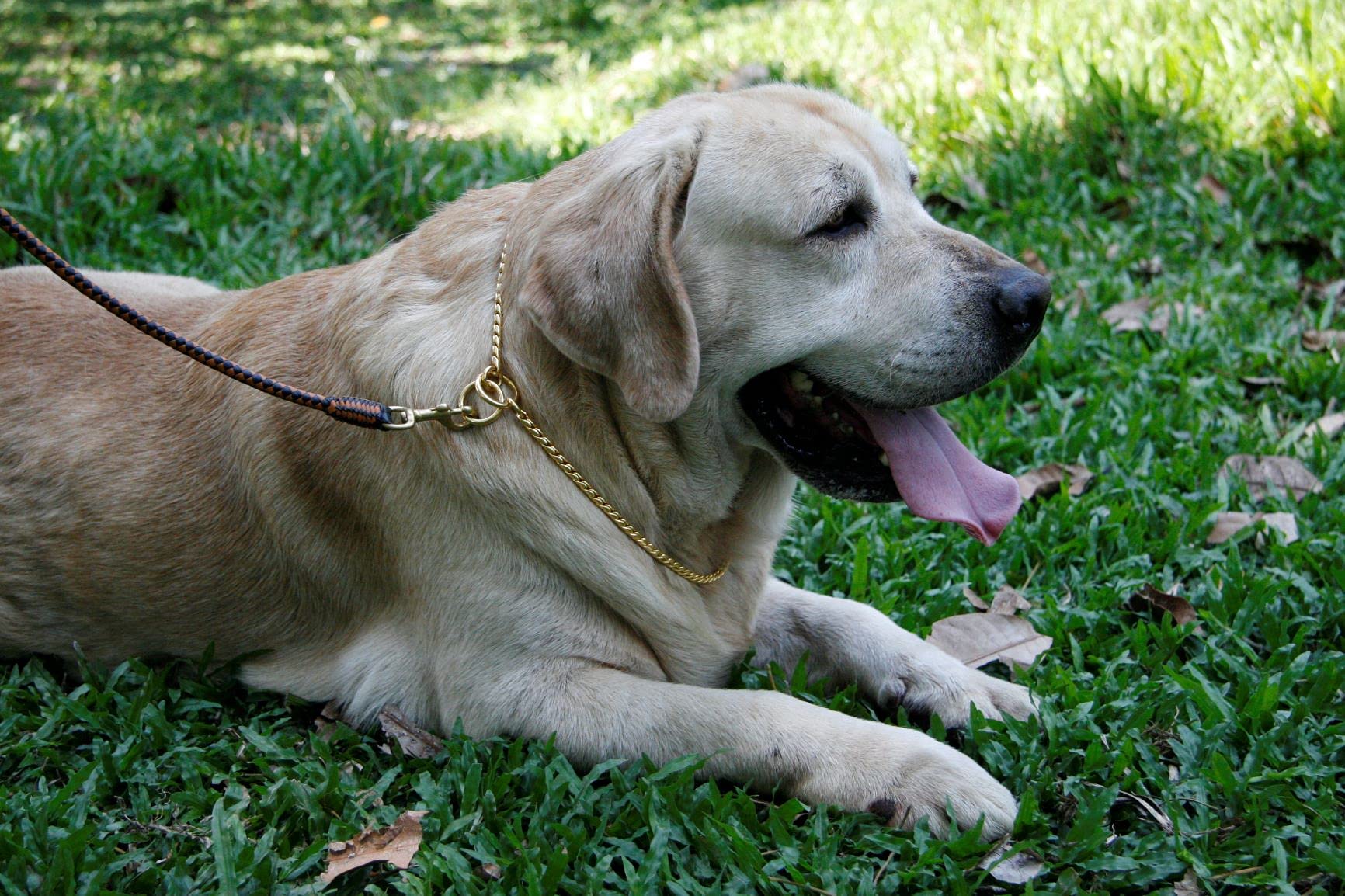 Alvalley dog show setup with collar shows professional appearance.