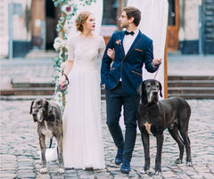 Amajiji D114 bow tie worn on a medium dog for an elegant event look