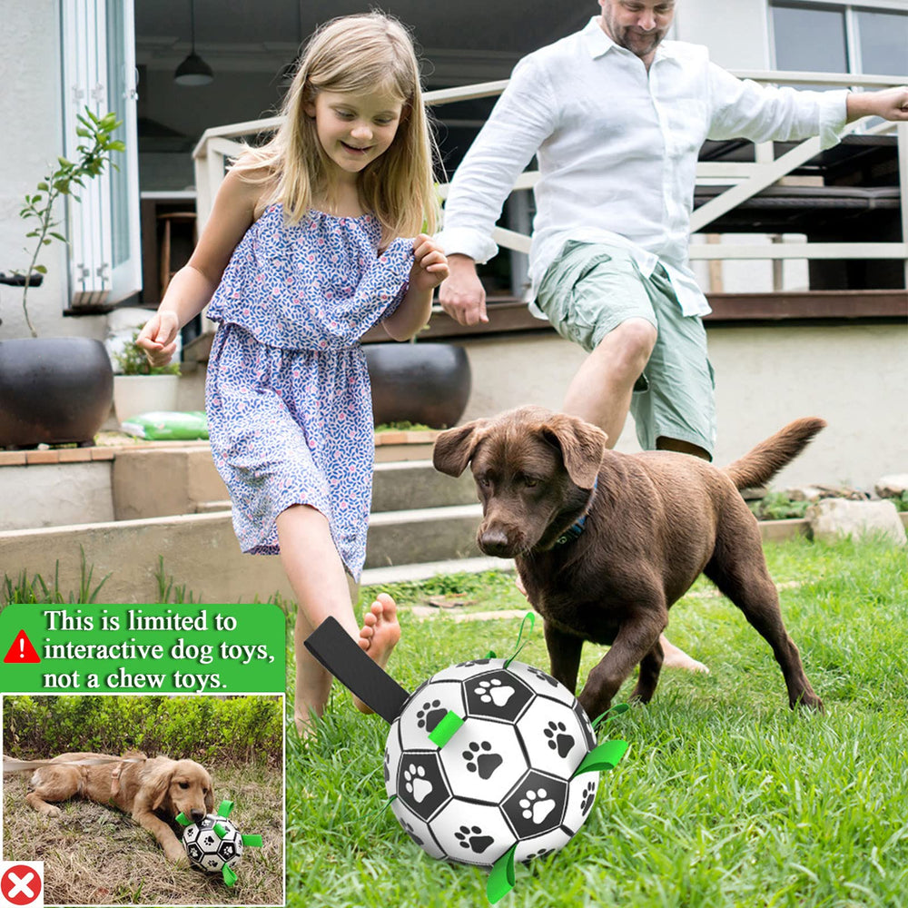 Amasiver ball with a happy dog at the beach for outdoor fun.
