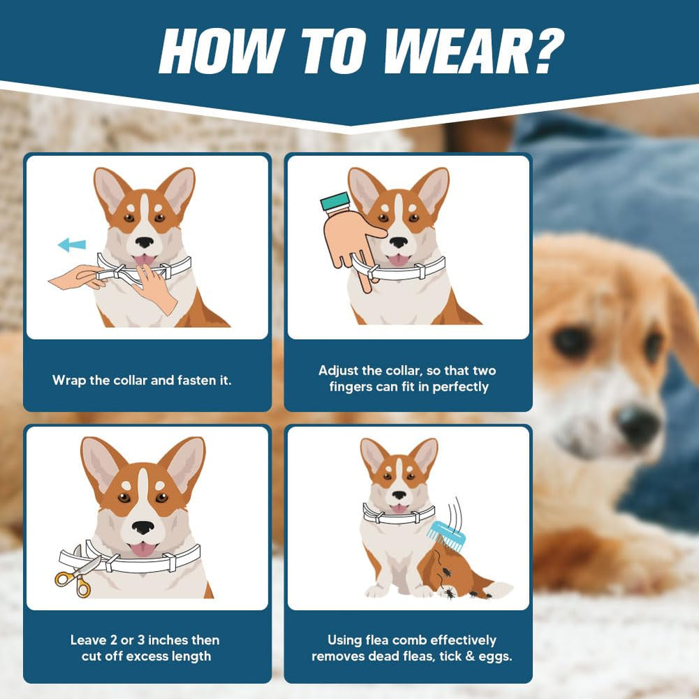 AMDEIUR dog on a trail wearing the collar during outdoor activity.