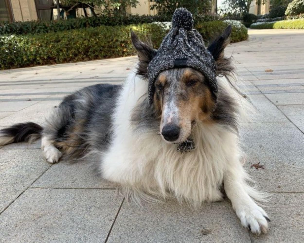 AMOJA Polar Pom Pom Hat gray large side view shows snug fit for active dogs