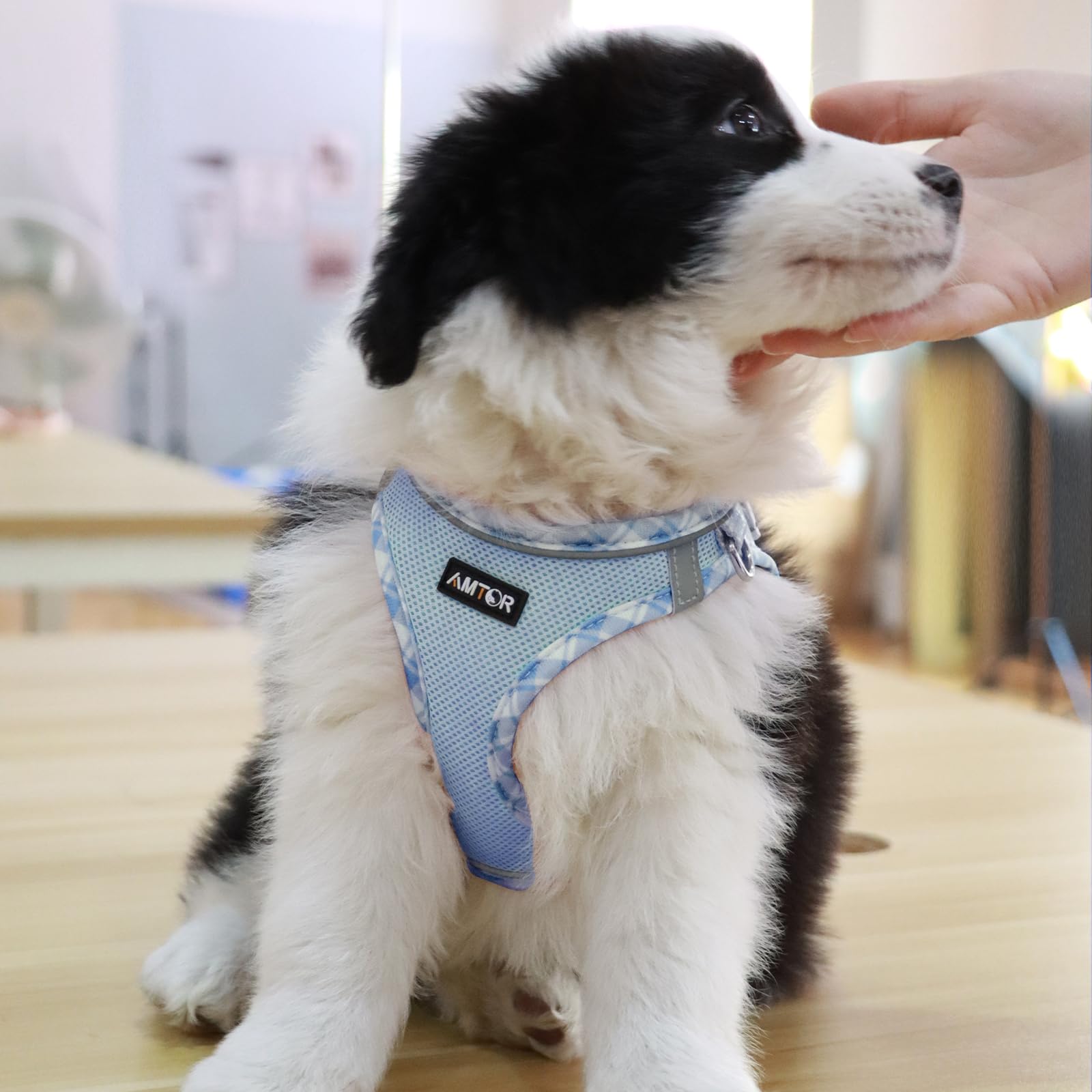 AMTOR small dog harness step-in design simplifies wearing, reducing fuss during routine walks.